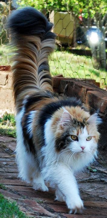 Perhaps One Of The Most Majestic Tails You Will Ever See Cats