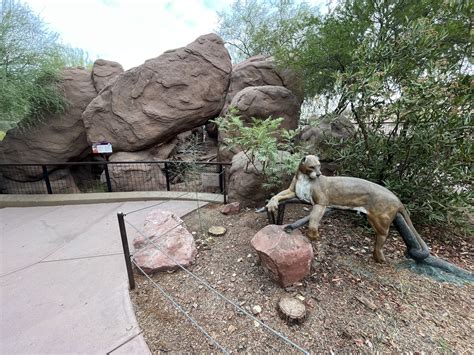 Cougar Exhibit Zoochat
