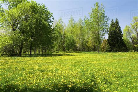 Green Grass Field With Yellow Taraxacum Dandelion Flowers Bordered By