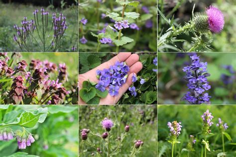 16 Weeds With Purple Flowers Identification Guide