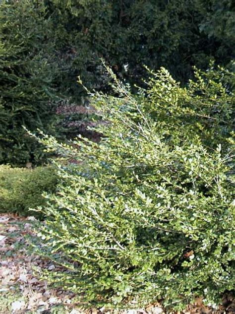 Buxus Microphylla Winter Gem Kleinblättriger Buchsbaum Winter Gem