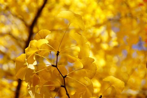 Yellow Nature Wallpapers Top Free Yellow Nature Backgrounds