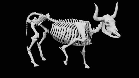 Cow Skeleton 3d Model Rigged And Low Poly Ar Team 3d Yard