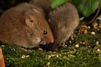 Brains of mice and bats could help researchers understand human ...