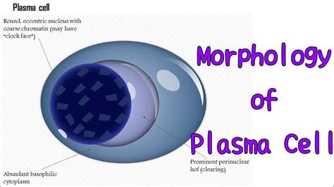 Plasma Cell Morphology Hematology Pathology Pathologylab Youtube