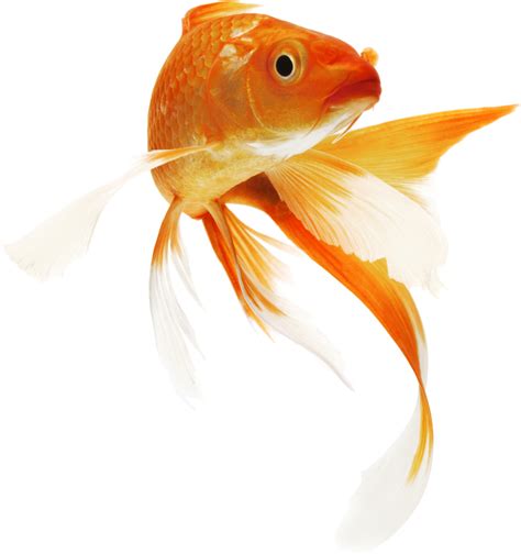 Goldfish Png Transparent Image Download Size 1135x1208px