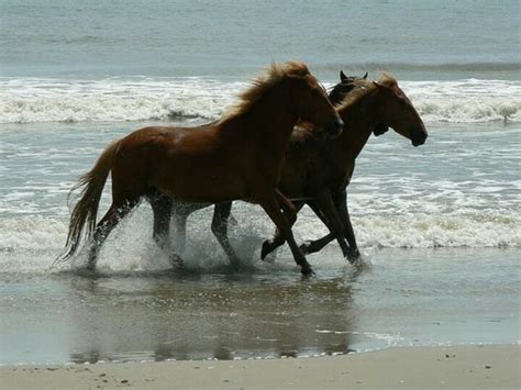 The wild horses in the outer banks today are descendants from horses brought over in the 1500s by spanish explorers. Wild horses obx | Outer Banks Wild Horses | Pinterest