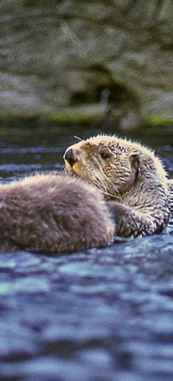 La Loutre De Mer Oceanopolis