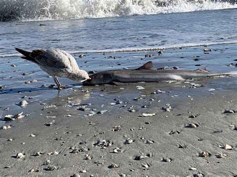 A Seagull Eating A Shark That Washed Ashore More In Comments R