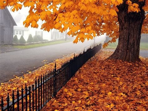 1600x1200 1600x1200 Autumn Tree Leaves Fence Fencing West