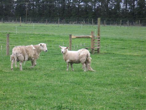 Gallery Of Wiltshire Sheep Nz