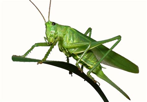 Green Grasshopper Png Hd Quality Chinese Grasshopper Clip Art Library