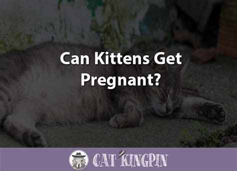 Can Kittens Get Pregnant Cat Kingpin