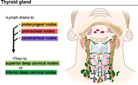 09 Anatomy G54 Neck 2 Terms From Anatomy G54 Neck Ii Lordfred