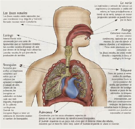 Sistema Respiratorio Buscar Con Google Con Im Genes Anatom A