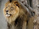 Fichier:Male-lion-new.jpg — Wikipédia