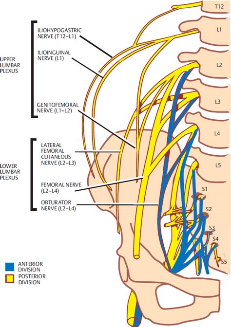 6 Lumbar Spine Anatomy Neupsy Key