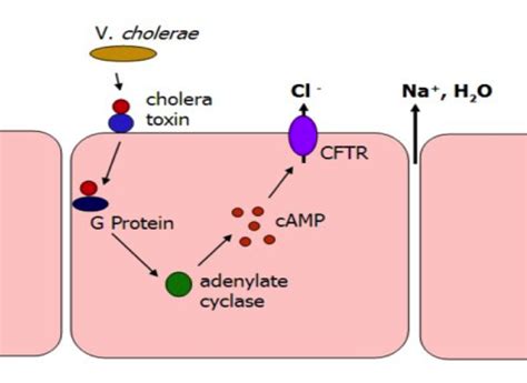 Vibrio Cholerae Mechanisms Of Pathogenicity