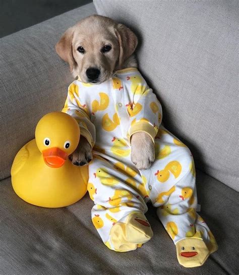 Puppy In Duckie Pjs Cute Baby Dogs Cute Puppies Baby Animals Funny