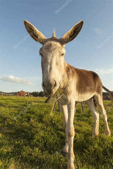 Grey Donkey — Stock Photo © Ngaga35 52430421