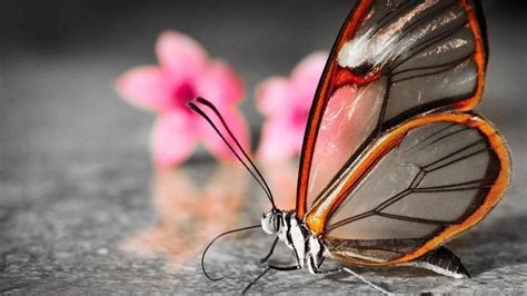 Beautiful Butterfly Wallpaper Hd Desktop Background