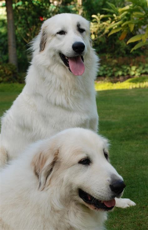 Great Pyrenees Wallpapers Hd Download