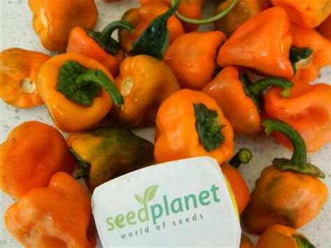 Aji Chilhuacle Chilhuacle Amarillo Chilli Seeds Seedplanet