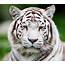 Big Cats Snow Leopards Snout White Animals Wallpapers 