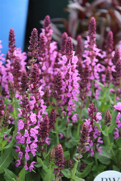 That's all i know, that's all i know so far that's all i know, that's all i know so far that's all i know, that's all i know so far i will be with you 'til the world blows up #pink #alliknowsofar. Salvia 'Pink Profusion' - Wilson's Garden Center