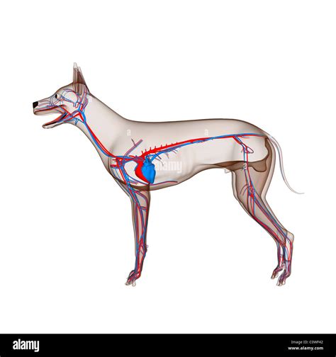 Dog Anatomy Heart Circulation With Transparent Body Stock Photo Alamy