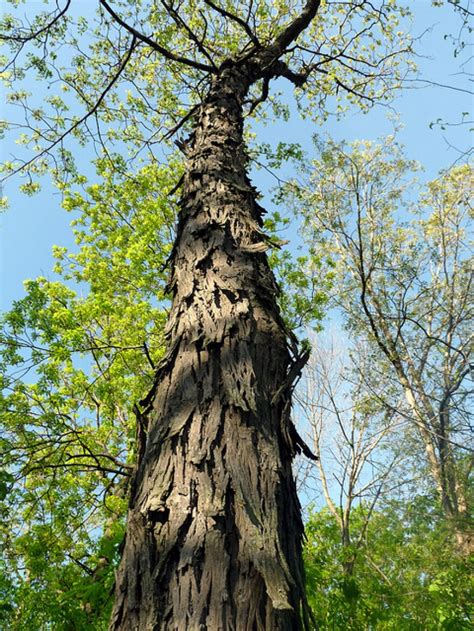 Hickory Trees Wypr