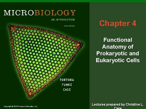 chapter 4 functional anatomy of prokaryotic and eukaryotic