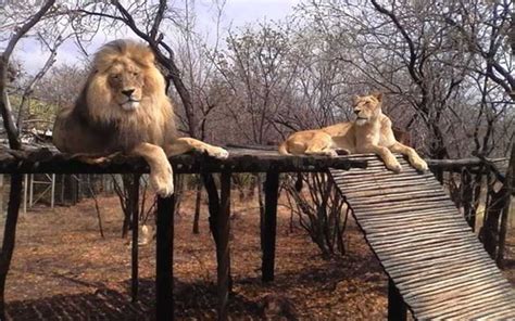Lions Shot Dead After Mauling Owner When He Entered Enclosure The