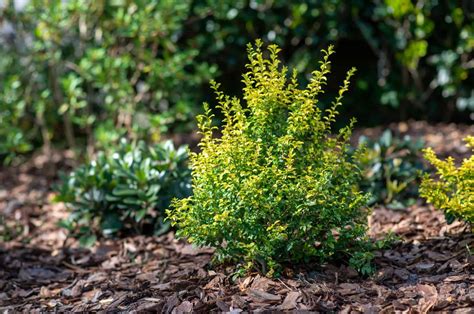 How To Care For A Sunshine Ligustrum In Winter And Other Tips