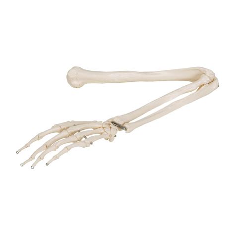The bones of the human arm, like those of other primates, consist of one long bone, the humerus, in the arm proper; 3B Scientific A45 Arm Skeleton Model Wire Mounted - 3B Smart Anatomy