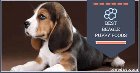 Your beagle puppy doesn't have any specific needs for carbohydrates, but digestible sources like whole grains, legumes, and starchy vegetables provide energy as well as dietary fiber and essential nutrients. 7 Best Beagle Puppy Foods with Our 2019 Feeding Guide