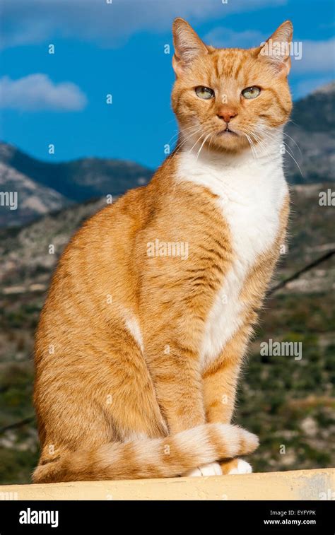 Tabby Male Cat Sitting In Elegant Pose In Front Of A Mountain Stock