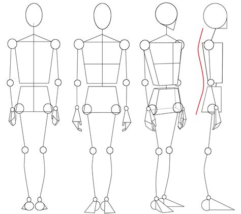 Basic Human Body Proportions Drawing Images Gallery
