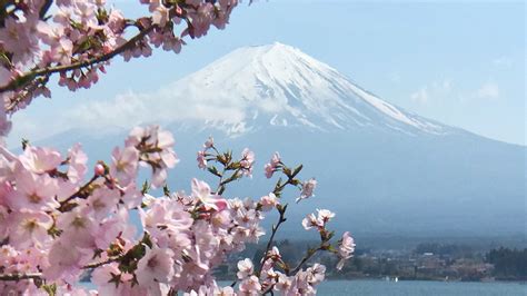 Cherry Blossoms And Mtfuji At Lake Kawaguchiko In Japan Japan Fuji