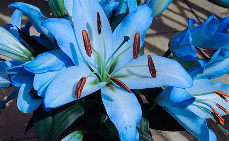 Most Beautiful Blue Flowers For Your Garden
