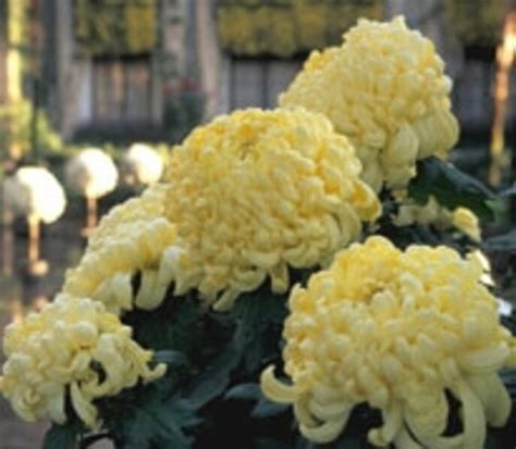Chrysanthemum Displays Not Just For The Front Yard