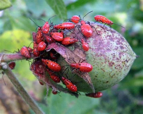 कृषी ज्ञान How To Control Damage Of Red Cotton Bugs In The Cotton