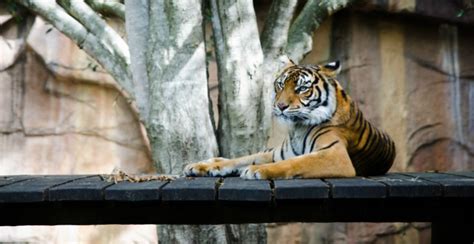 Obviously the risks vary from zoo to zoo and country to country. How To Become A Zookeeper | What Qualifications Do I Need ...