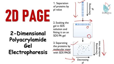 2d Polyacrylamide Gel Electrophoresis 2d Page Youtube