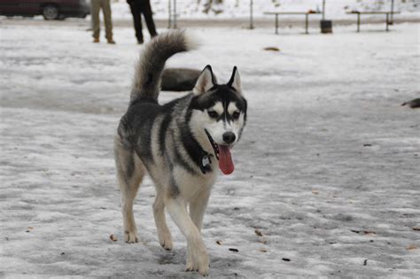 Alaskan Malamute Dog Breed Information Pictures And More