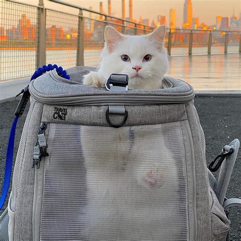 The Navigator Convertible Cat Backpack For Adventurous Cats And Hu