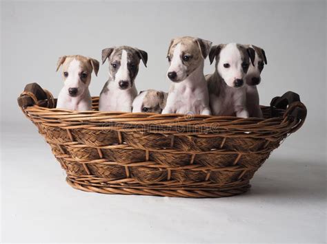 Six Whippets Puppies Dans Le Panier Photo Stock Image Du Purebred