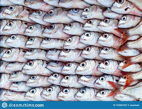 Fresh Fish At The Seafood Market Stock Image Image Of Ingredient