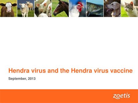 Ppt Hendra Virus And The Hendra Virus Vaccine Powerpoint Presentation