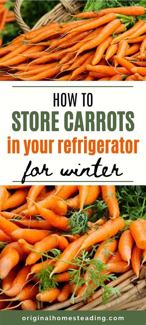 Storing Carrots From The Garden Tips And Tricks Planthd